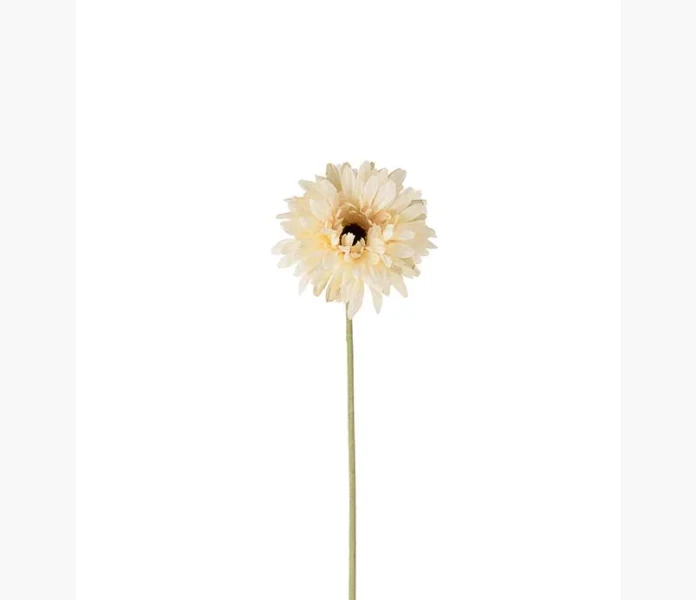 Gerbera cream 55cm kuva