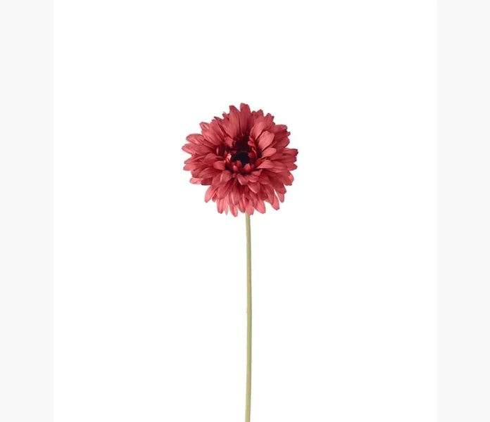 Gerbera rod 55cm kuva