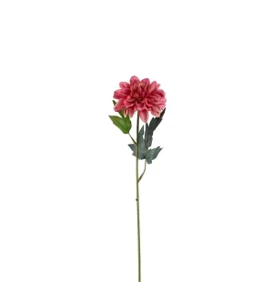 Zinnia röd, 45cm image