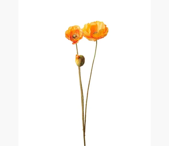 Vallmo persika 75 cm kuva