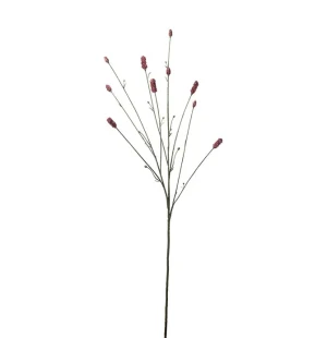 Pimpinell Burgundy, 80 cm image
