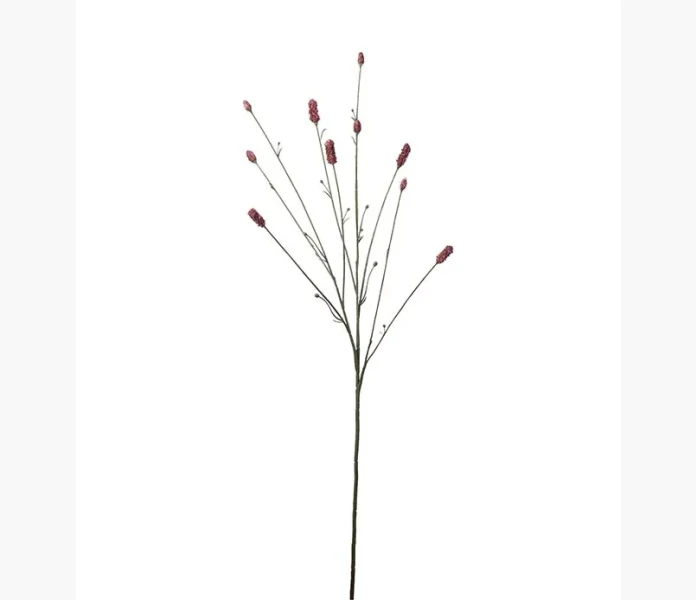 Pimpinell Burgundy 80 cm kuva