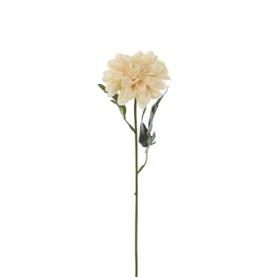 Zinnia beige, 45cm image