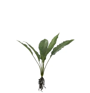 Calathea med rötter grön, 55 cm image