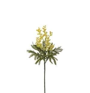 Mimosa 48cm image