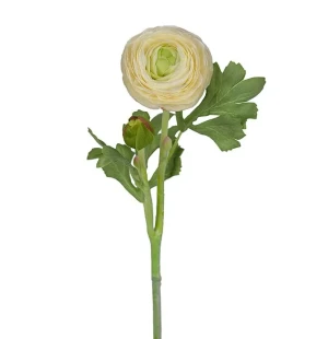 Ranuncel vit, 35 cm image