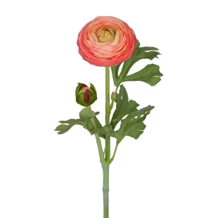 Ranuncel rosa, 35 cm image