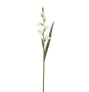 Gladiolus, 90 cm image
