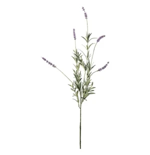 Lavendel, 65 cm image