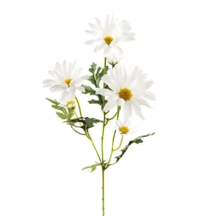 Prästkrage, 50cm image