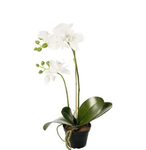 Phalaenopsis, 45 cm image