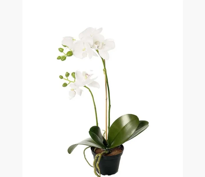 Phalaenopsis 45 cm image