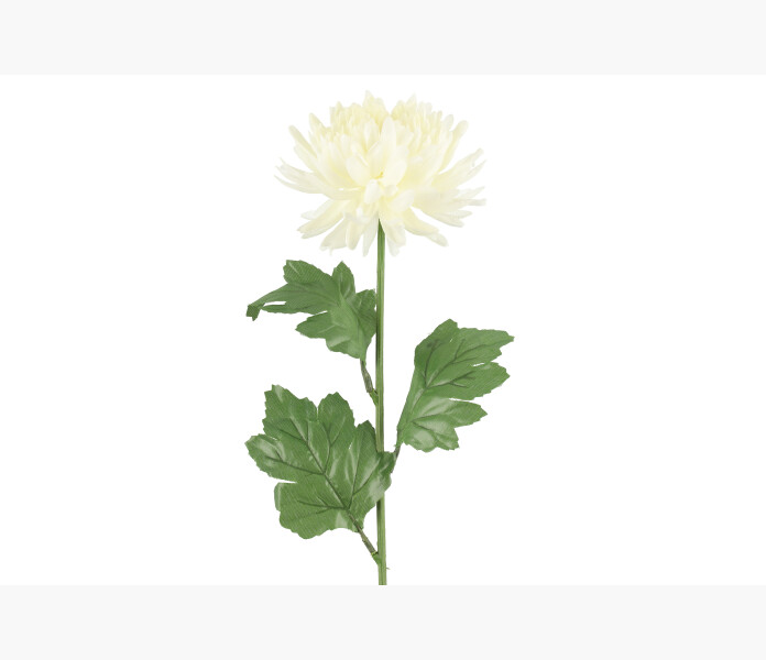 4Living Chrysanthemum white1 image