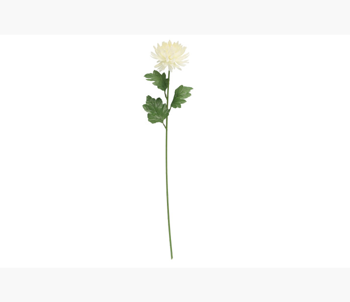 4Living Chrysanthemum white image