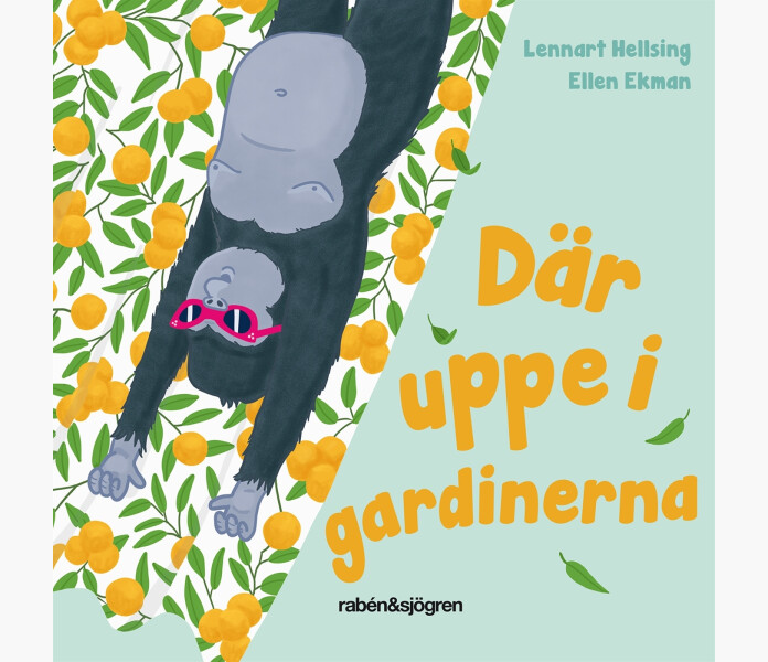 Dar uppe i gardierna kuva