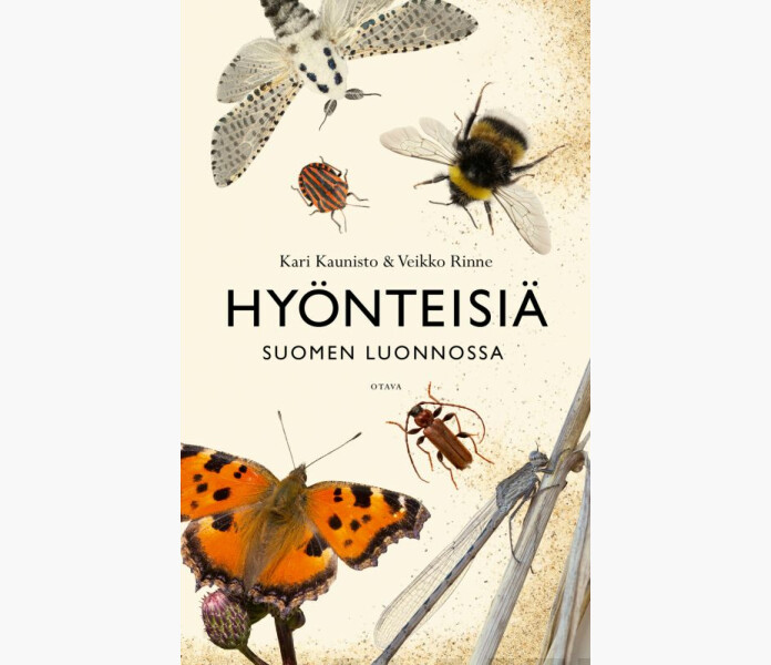 Hyonteisia Suomen luonnossa kuva
