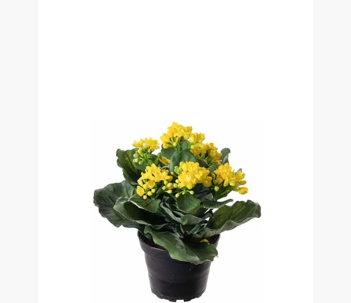 Kalanchoe 20 cm kuva