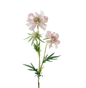 Scabiosa ljus-rosa, 70cm image