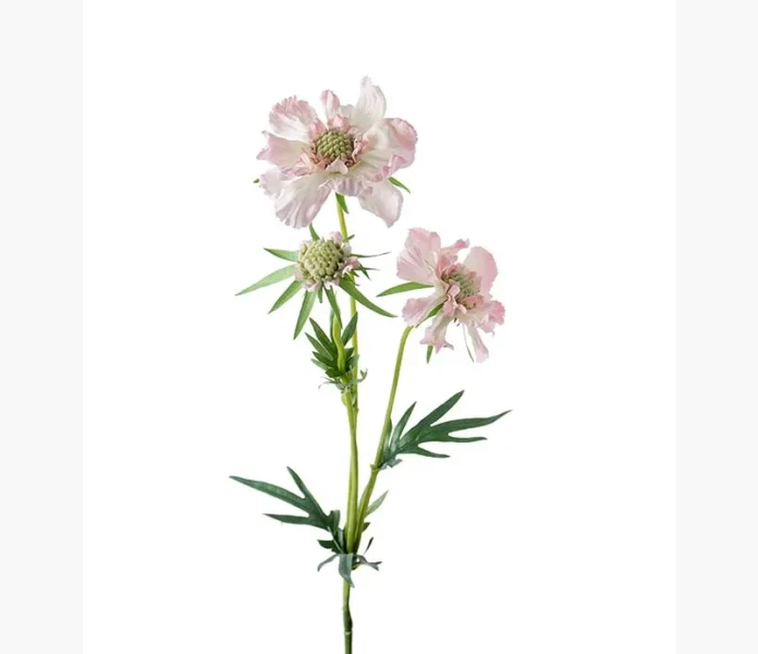 Scabiosa 70cm ljus rosa kuva