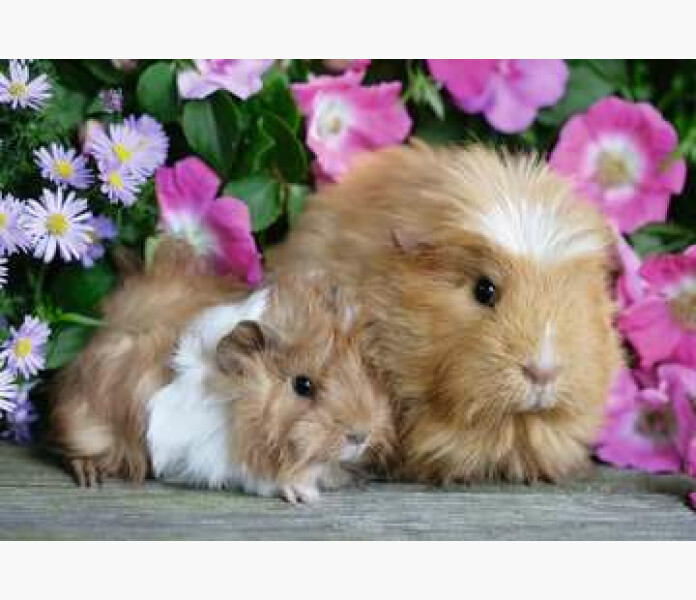 Ravensburger pussel Marsvin Kanin 2x21 bt.1 image