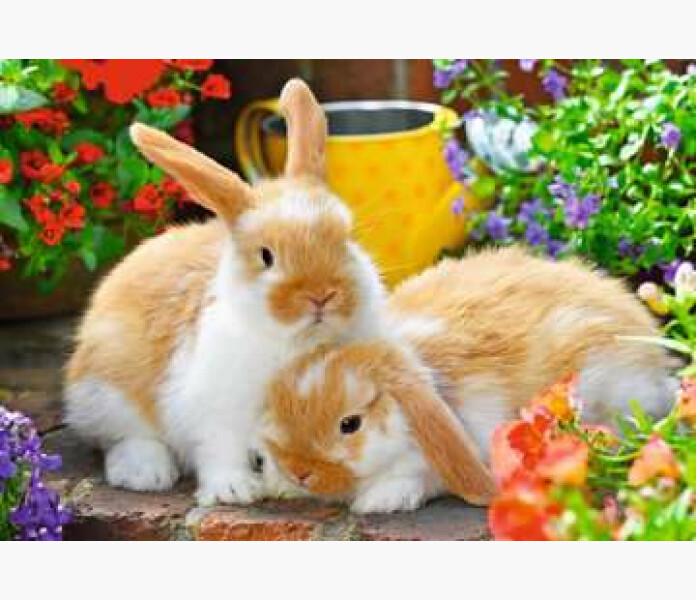 Ravensburger pussel Marsvin Kanin 2x21 bt.2 image