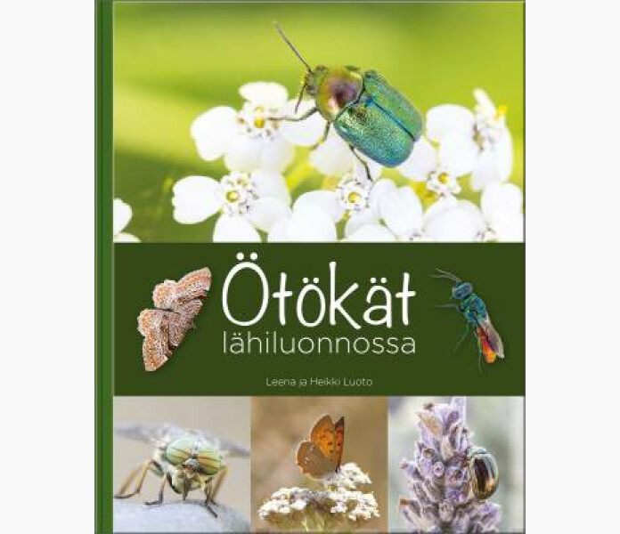 Otokat lahiluonnossa kuva